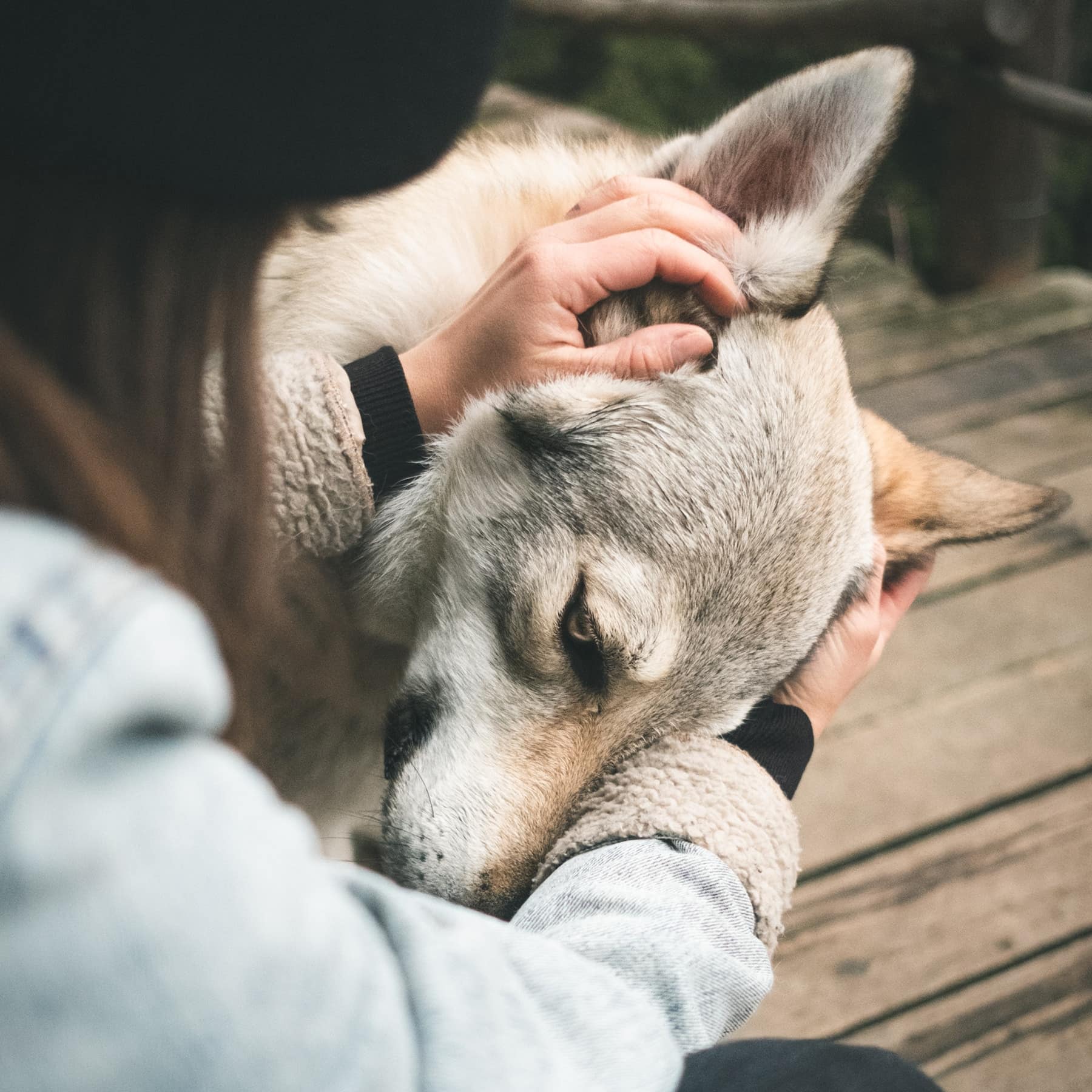 Holiday lets deals with pets