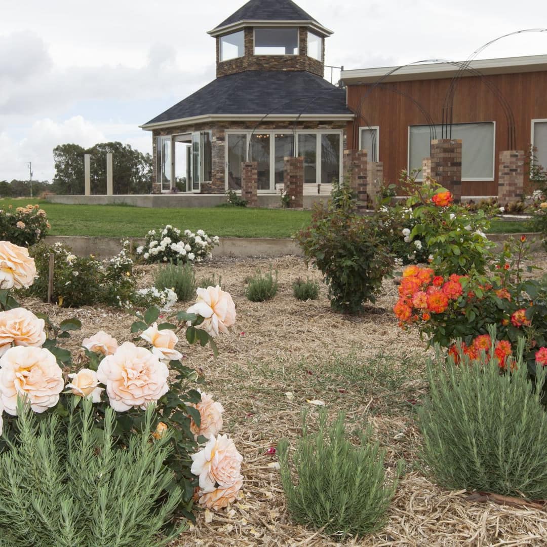 View of rose garden in a manicured lawn of a large home.